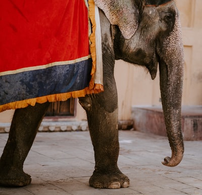 摄影行走的大象
